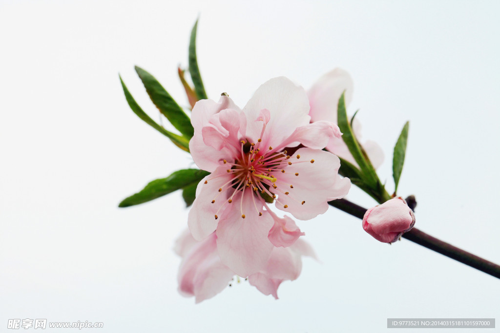 桃花