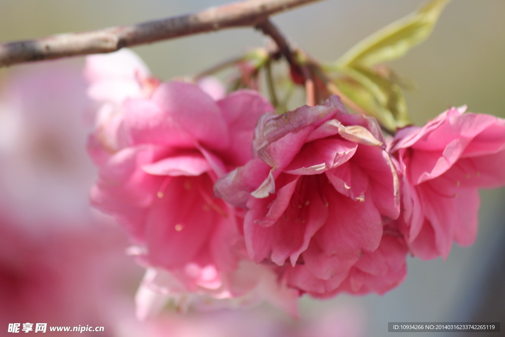 樱花