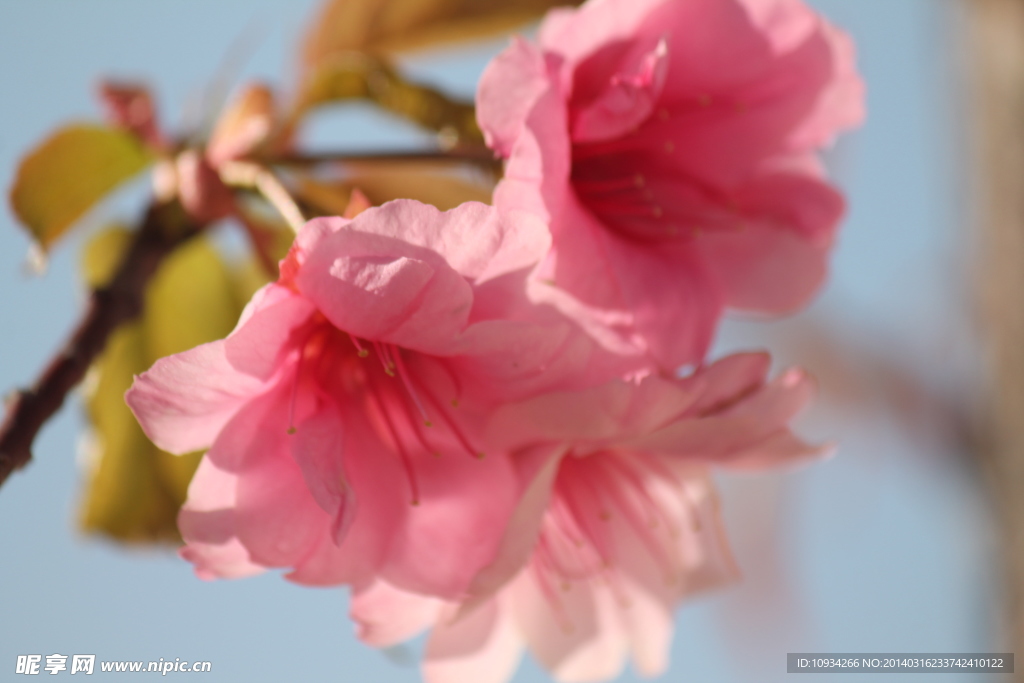 樱花