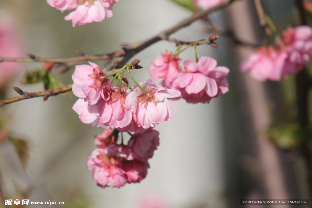 樱花