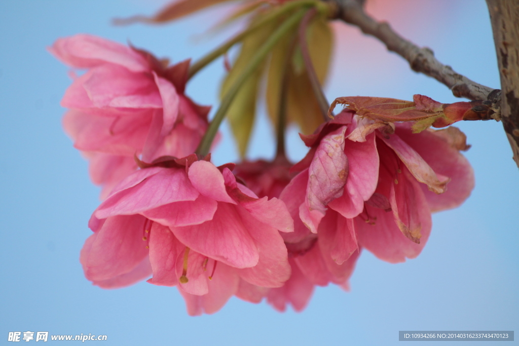 樱花