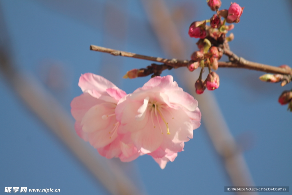 樱花