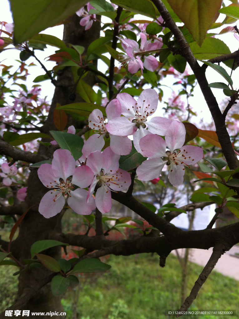 桃花