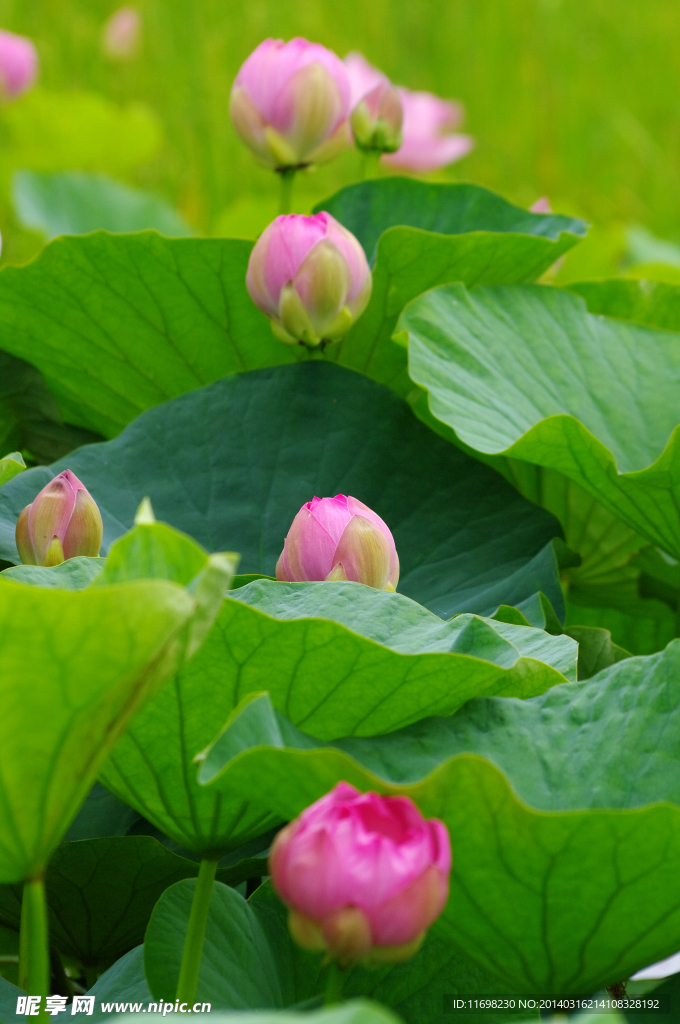 荷花排队