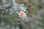 乡村植物特写