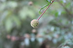 乡村植物特写