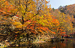 红遍山坡
