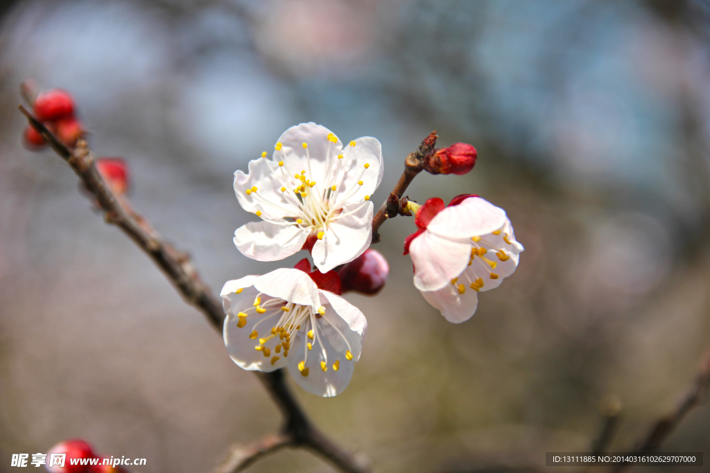 桃花