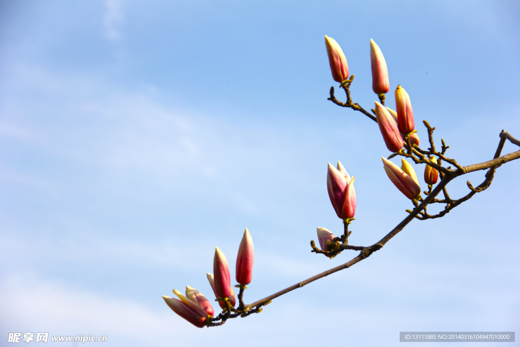 玉兰花