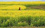 油菜花