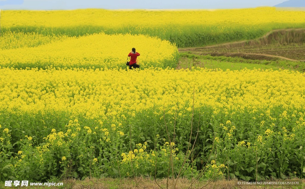 油菜花