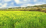 油菜花黄