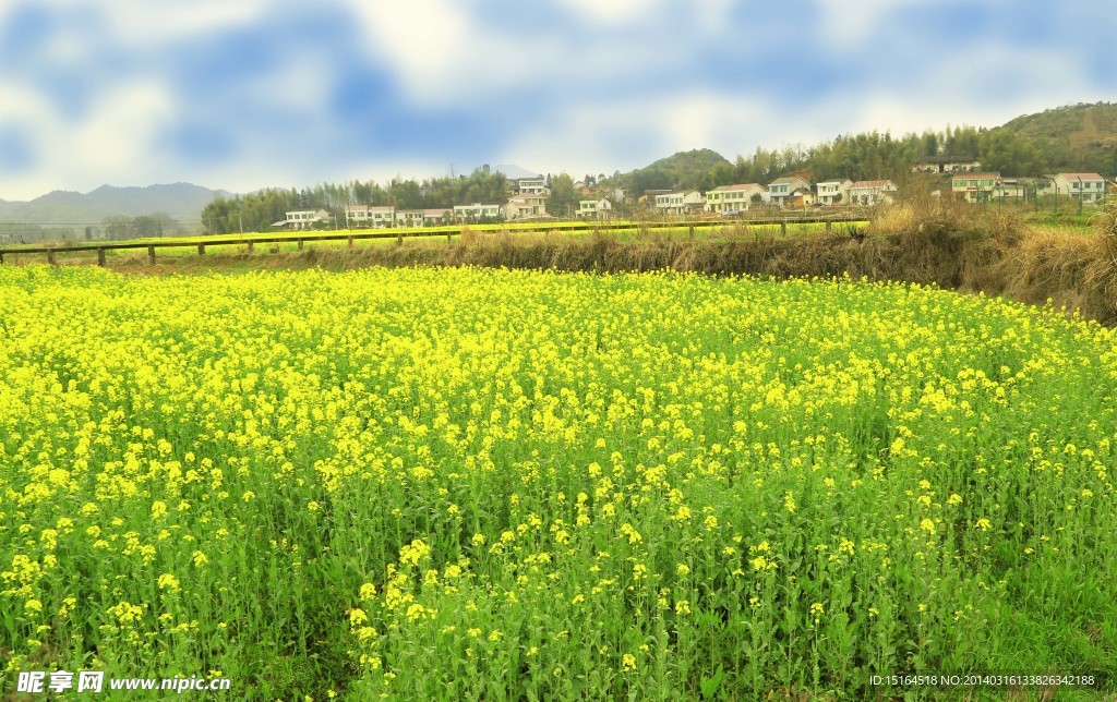 油菜花黄