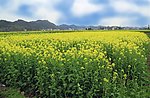 油菜花黄