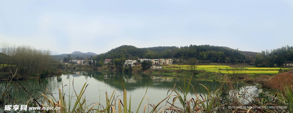 油菜花风景