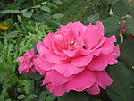 月季花