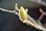 玉兰花苞