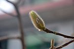 玉兰花苞