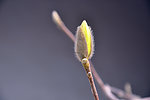 玉兰花苞