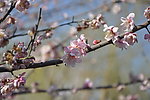 梅花 白梅
