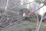 梅花 红梅