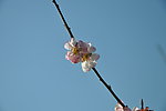 梅花 白梅