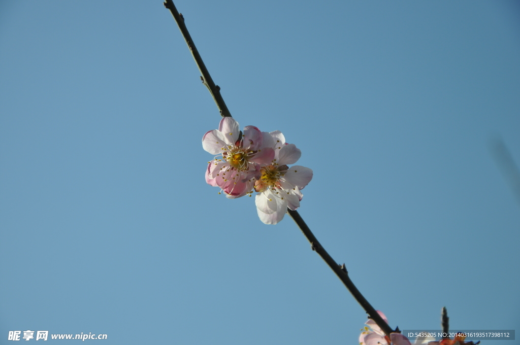 梅花 白梅