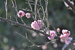 梅花 红梅