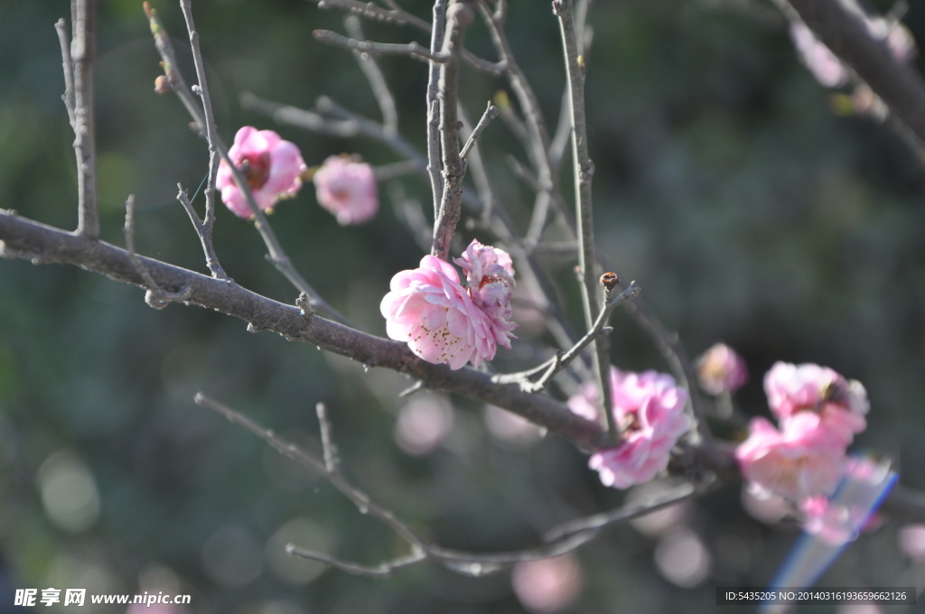 梅花 红梅