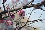 梅花 红梅