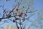 梅花 红梅