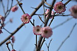 梅花 红梅