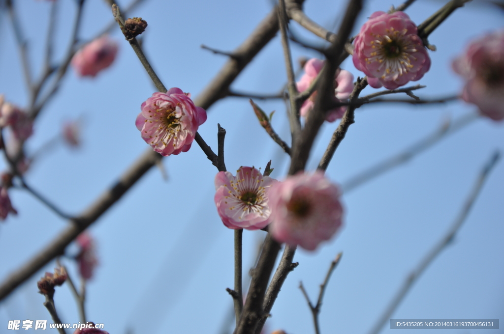 梅花 红梅