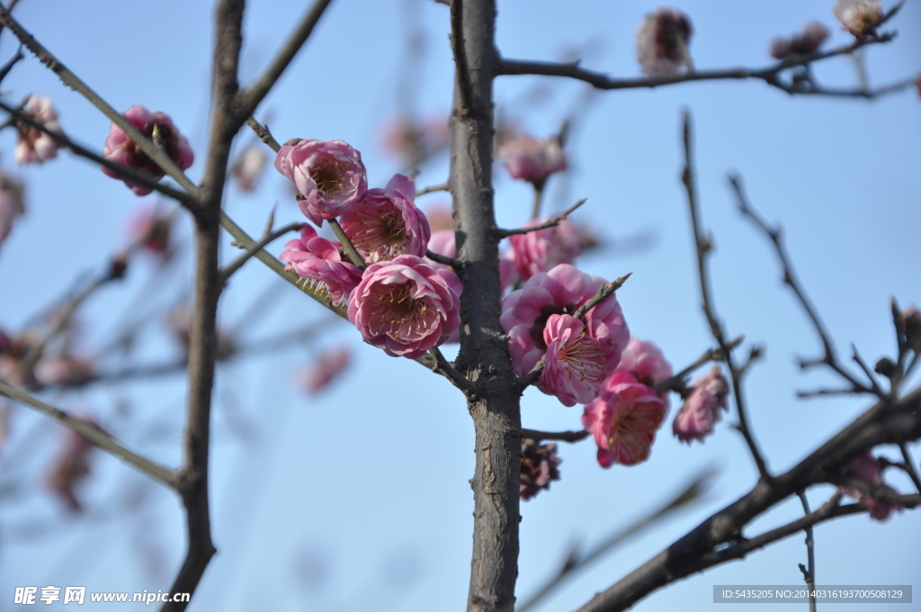 梅花 红梅