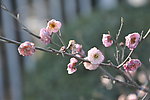 梅花 红梅