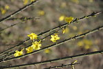 迎春花