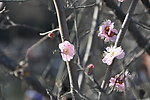 梅花 红梅