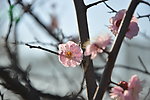 梅花 红梅