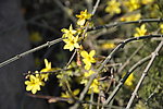 迎春花