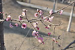 梅花 红梅
