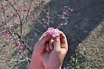 梅花 小手