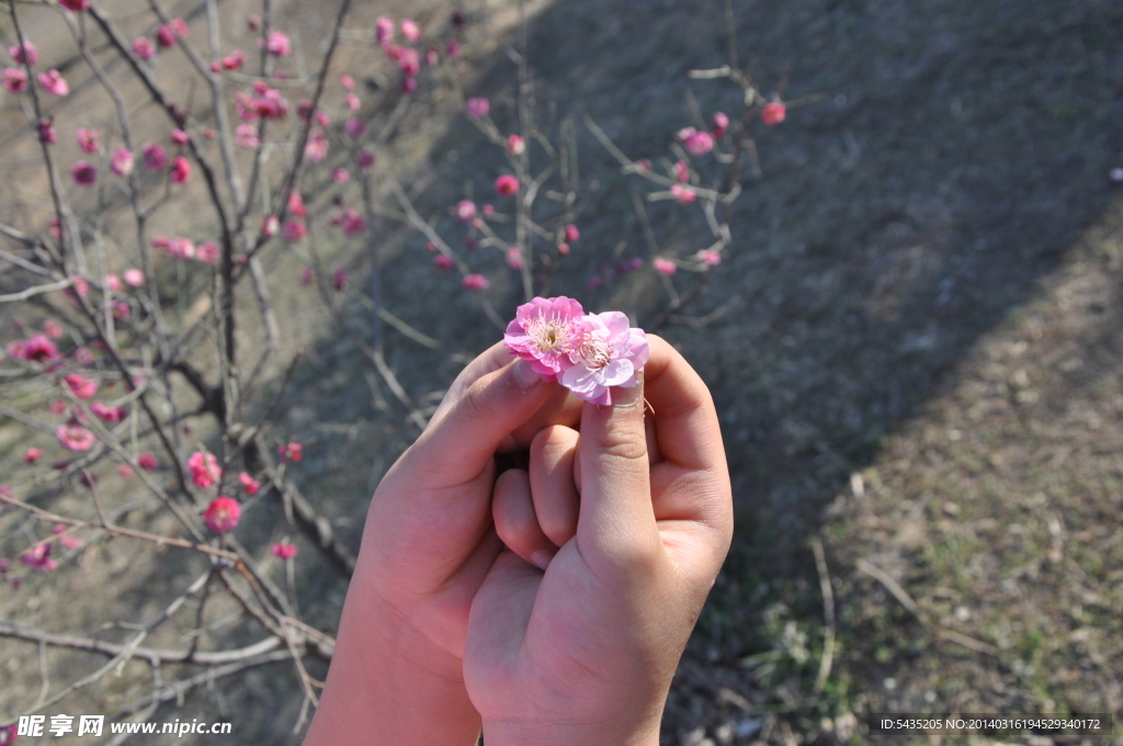 梅花 小手
