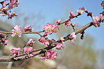 梅花 红梅