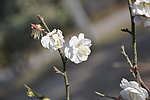 梅花 白梅