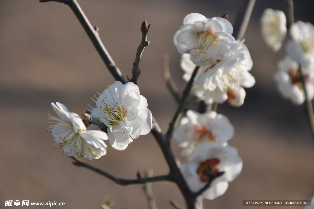 梅花 白梅