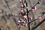 梅花 红梅 蜜蜂
