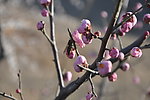 梅花 红梅 蜜蜂