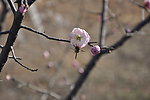 梅花 白梅 蜜蜂