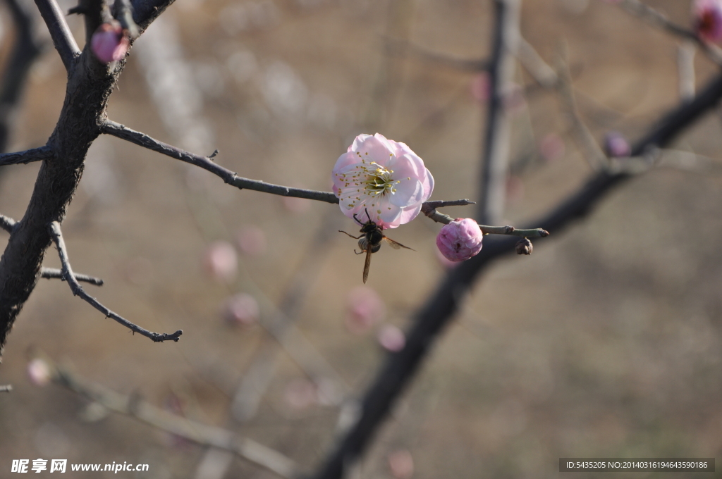 梅花 白梅 蜜蜂