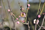 梅花 红梅